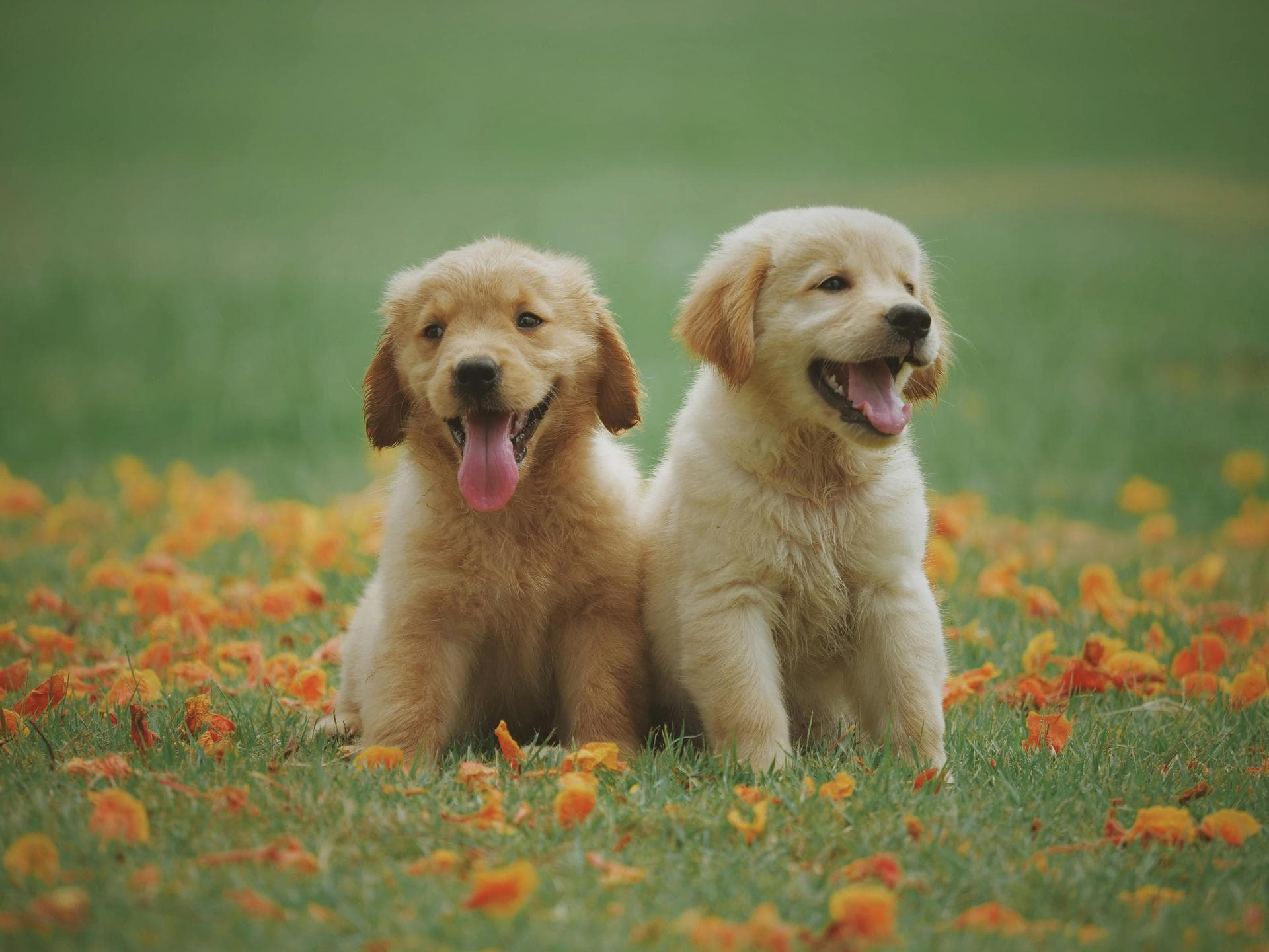 Two golden retriever puppies