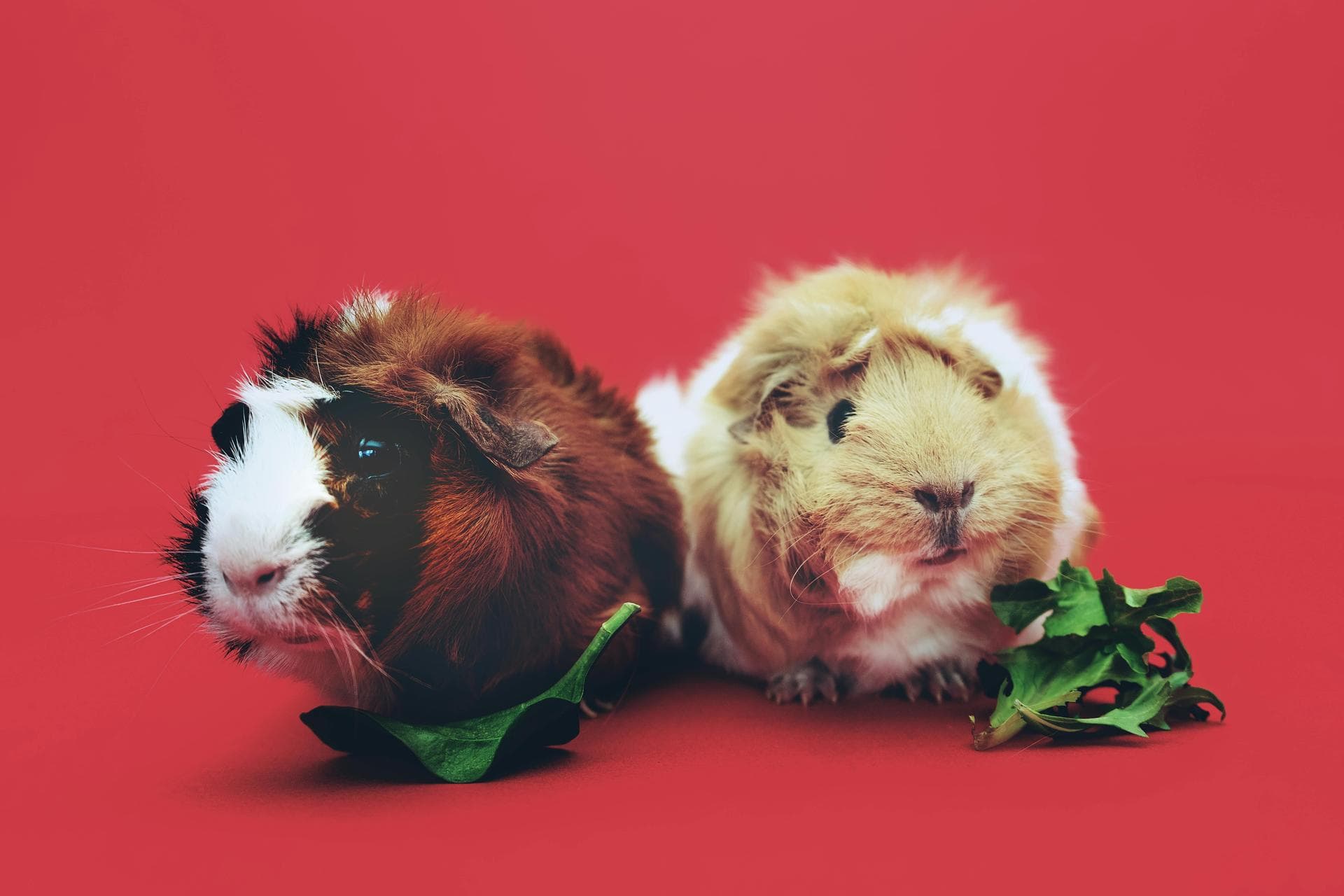 Two guinea pigs on red background